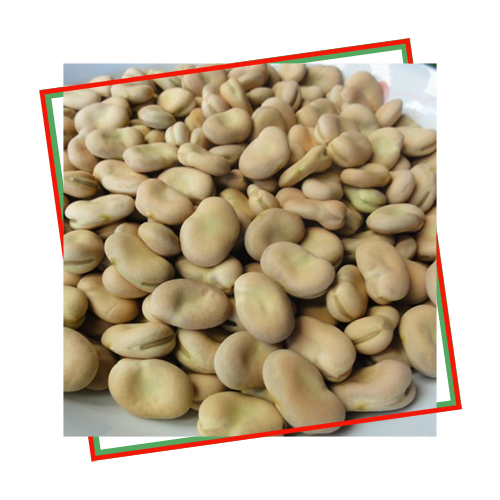 broad faba beans 1